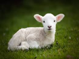 lamb