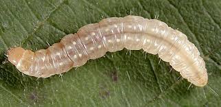 larvae