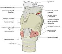 laryngeal