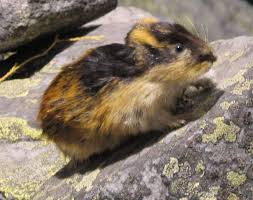 lemming