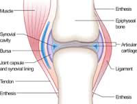 ligament