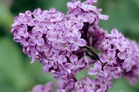 lilac