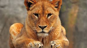 lioness