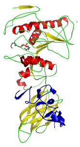 lipase