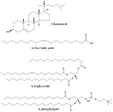 lipid