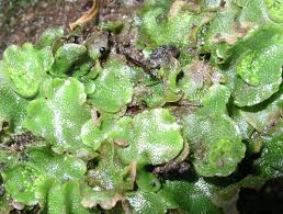 liverwort