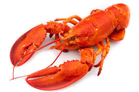 lobster