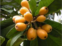 loquat