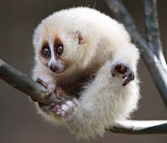 loris