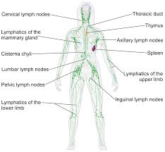 lymphatic