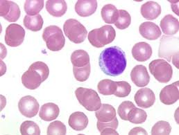 lymphocyte