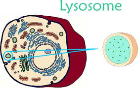 lysosome