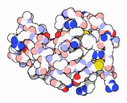 lysozyme