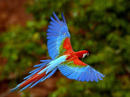 macaw