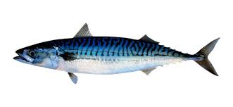 mackerel