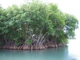 mangrove