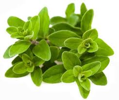 marjoram