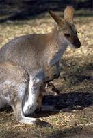 marsupial