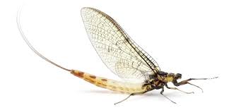 mayfly