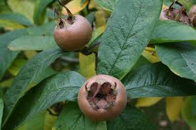 medlar