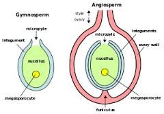 megaspore