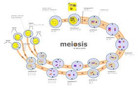 meiosis