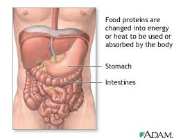 metabolize