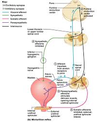 micturition