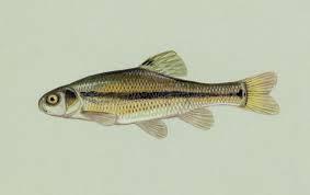 minnow