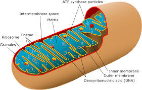 mitochondrion