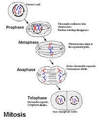 mitosis