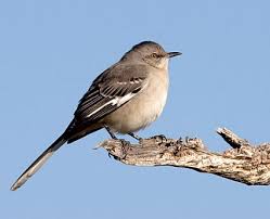 mockingbird