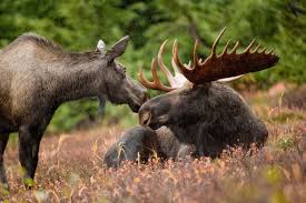 moose