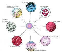 multicellular