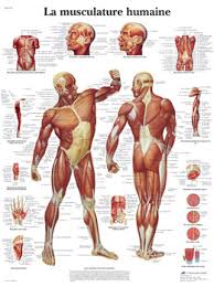 musculature