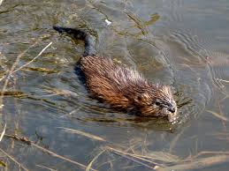 muskrat