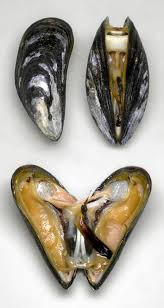 mussel