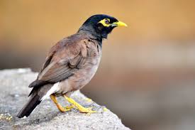 mynah