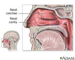 nasal