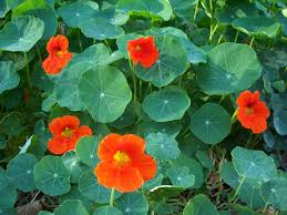 nasturtium