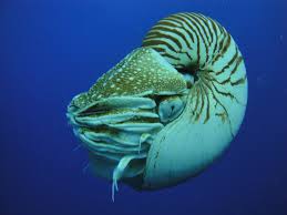 nautilus