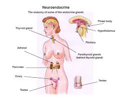 neuroendocrine