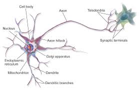 neuron