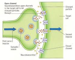 neurotransmitter