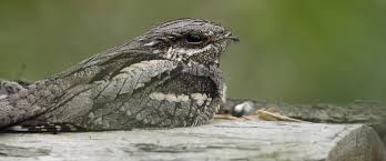 nightjar