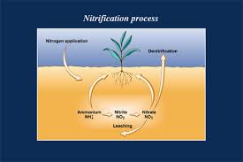 nitrification