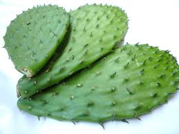 nopal