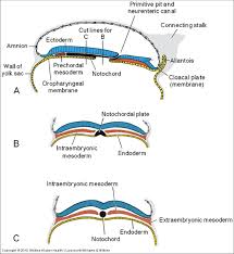 notochord