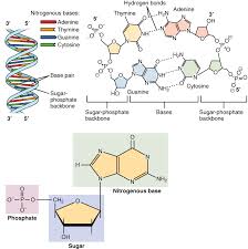 nucleotide