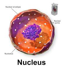 nucleus